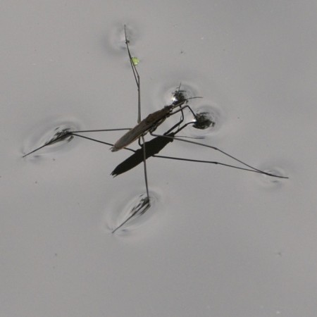 Araignée d'eau (Gerridae)